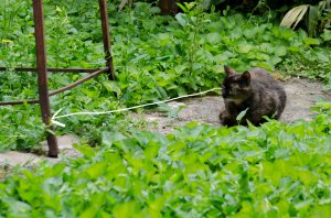 Cat in Garden - Implied Line